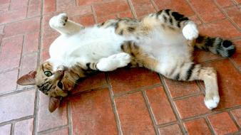 domestic Cat Cute Stretching