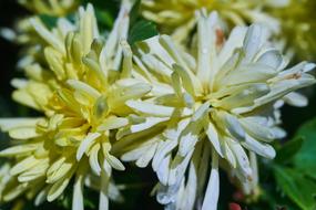 Flower Plant Nature