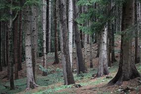 Forest Mountain Trees