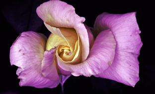 Flower Rose Love