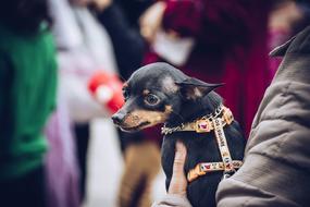 Portrait of the cute and beautiful, brown and black dog on the hands of a person