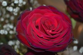 Flower Rose Love