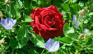 Flower Plant Rose