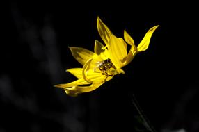 Nature Flower Plant No