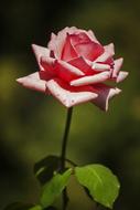 Rose Flower Pink Spring