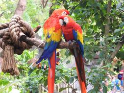 colors Parrot Bird Wildlife