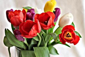 colorful Flowers Tulip Plant