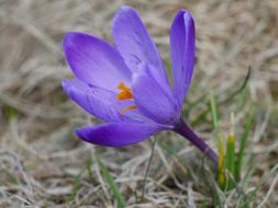 Nature Plant Flower