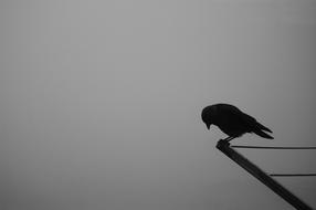 raven sits on wires against a gray sky