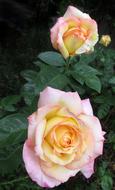 Flower Rose Petal