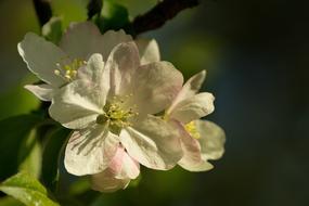 Apple Blossom Bloom