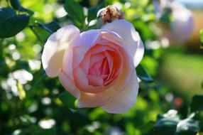 Rose Pink Thank You Mother
