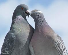 Pigeons Lovebirds Bird