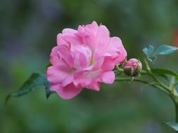 Roses Greeting Card Background