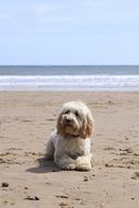 Beach Dog Ball