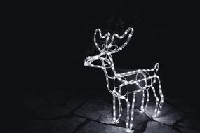 Raindeer Animal Wildlife