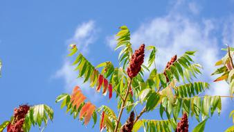 Plant Sky Nature