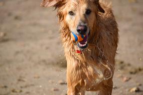 Dog Ball Swim