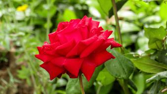Red Rose Nature