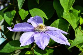 purple garden flower, close-up