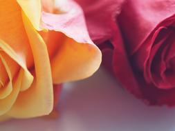 Roses Flowers Petals