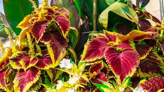 Flower Plant Bloom
