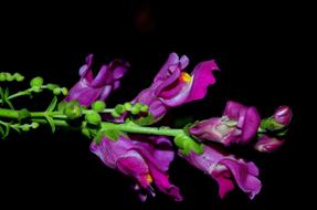 LeonS Mouth Flower Plant