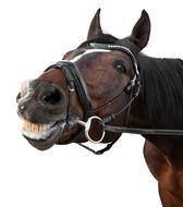 Horse Smile