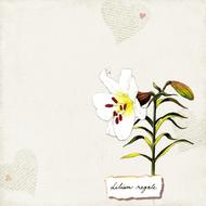 flower background yellow lily leaf