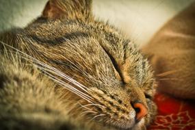 Portrait of the cute, colorful and beautiful, sleeping cat with closed eyes