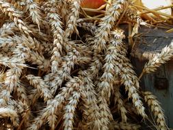 Thanksgiving Cereals Harvest