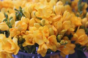 Freesia Flowers Colorful