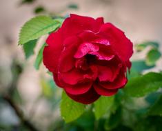 rose, bud, garden