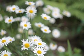 Daisy Flowers Summer