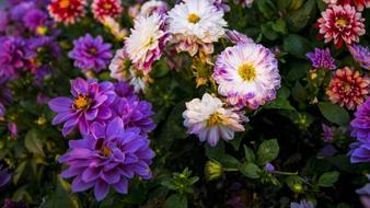 colorful Flowers Plant in Garden