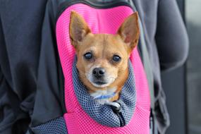 Little Dog In Bag Chihuahua Animal
