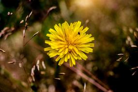 Summer Flower Field