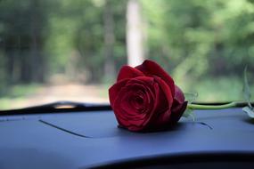 Red Rose On Car Dashboard Love