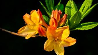 Nature Flower No One