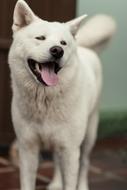 Dog Akita Smile