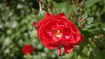 Rose Garden Flower