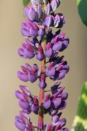 Lupine Flower Morning