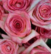 Pink Roses Flowers