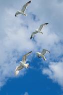 Seagull Bird Wing