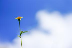 Flower Plant and cloudy sky
