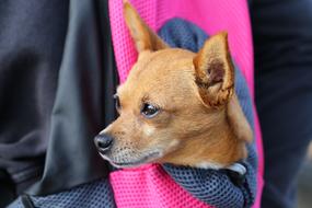Little Dog In Bag Chihuahua Animal