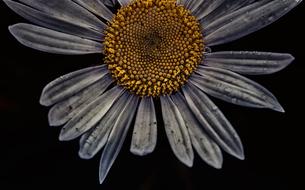 Macro Flower Blossom