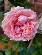Rose Flower Pink