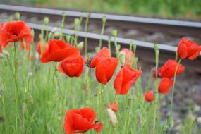 Red Poppy Near Railway