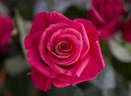 Flower Rose Pink